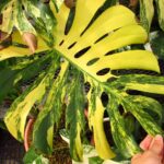モンステラ デリシオーサ マリンゴールド 実生選抜品 (Monstera