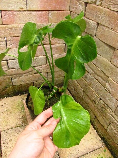 モンステラ デリシオーサ グリーンモンスター 実生 奇形系統 (Monstera 