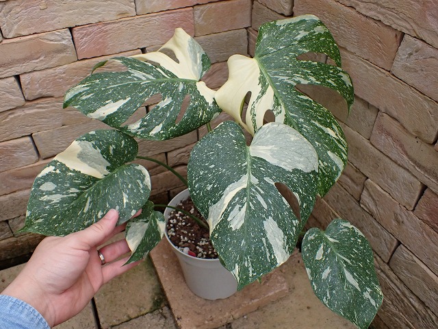 モンステラ デリシオーサ 特選美麗斑 硝子白点(Monstera deliciosa var 