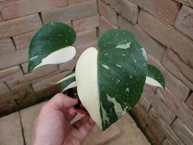 モンステラ デリシオーサ ハーフムーン(Monstera deliciosa var Half 