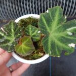 希少！ベゴニア　ルージュバリエガータ アトリエRatel | ベゴニア ルージュバリエガータ 中心は赤く、葉っぱに