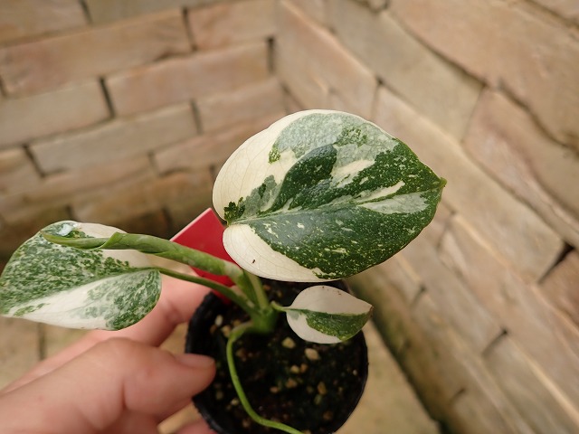 モンステラ デリシオーサ 良斑選抜3 | 希少植物の販売 アグラオネマ 