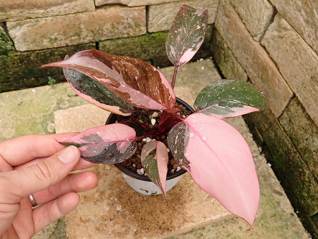 フィロデンドロン ピンクプリンセス マーブルキング Philodendron Pink 