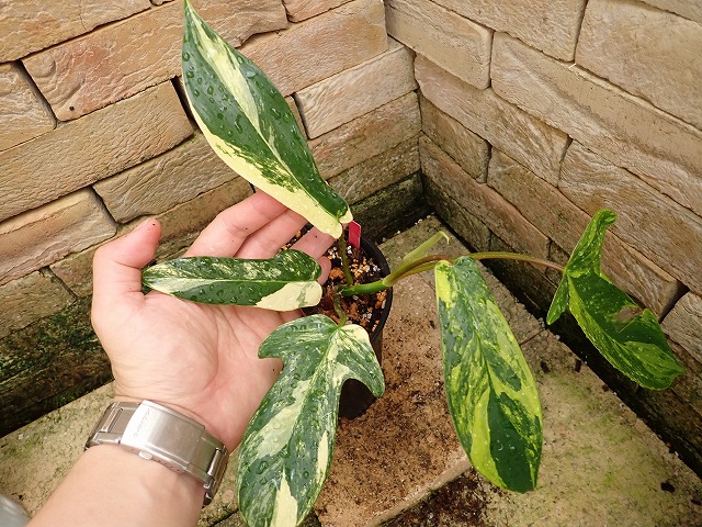 Philodendron240520