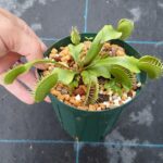 ハエトリソウ 大型系統(Dionaea muscipula Bigtrap) | 希少植物の販売