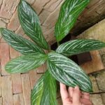 P5263823-150x150.jpg P5263823-150x150.jpg