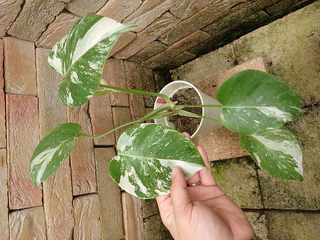 モンステラ ボルシギアナ 美麗白斑 (Monstera deliciosa var 