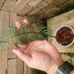 サイカス　シアメンシス　巨大株 サイカス シアメンシス 巨大株 - メルカリ