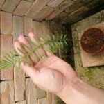 サイカス シアメンシス (Cycas siamensis) タイシルバー | 希少植物の