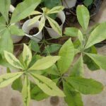 パキラ 黄斑 接ぎ木ではないオリジナルの斑入り | 希少植物の販売