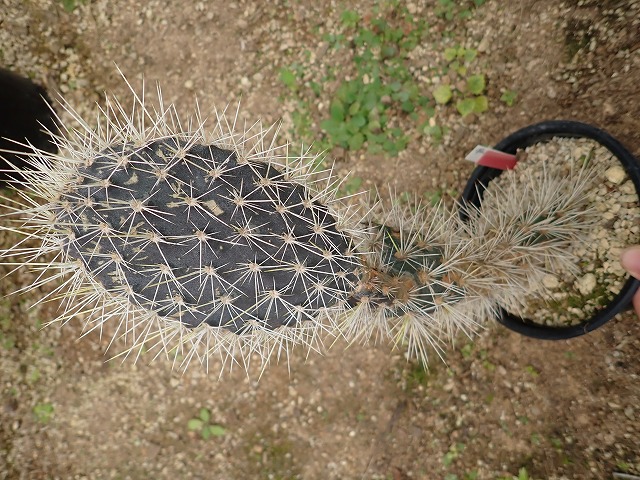 オプンチア ガラパゴス団扇(opuntia galapageia) | 希少植物の販売 アグラオネマ専門販売店 『アグラオネマ本舗』