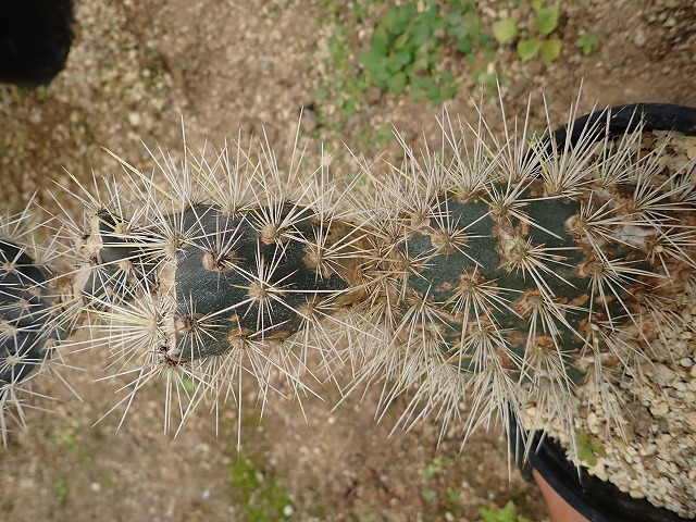 オプンチア ガラパゴス団扇(opuntia galapageia) | 希少植物の販売 アグラオネマ専門販売店 『アグラオネマ本舗』