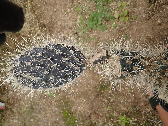 オプンチア ガラパゴス団扇(opuntia galapageia) | 希少植物の販売 アグラオネマ専門販売店 『アグラオネマ本舗』