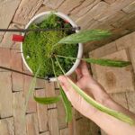 アンスリウム ビッタリフォリウム 斑入り(Anthurium Vittarifolium