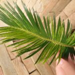 ソテツの確認用 Yahoo!オークション -「ソテツ 斑入り」の落札相場・落札価格