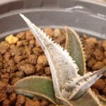ディッキア マルニエルラポストレイ 連棘(Dyckia marnier-lapostollei