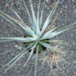 ユッカ　ロストラータ【21-348】シルバーブルー ユッカ ロストラータ【21-368】シルバーブルー - メルカリ