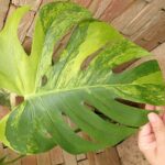 モンステラ デリシオーサ 極選抜 鮮黄色 (Monstera deliciosa var