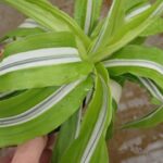 ドラセナ レモンサプライズからの斑変わり | 希少植物の販売