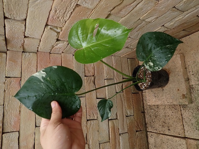 モンステラ デリシオーサ 白斑 実生 (Monstera deliciosa var. seeding White variegata) |  希少植物の販売 アグラオネマ専門販売店 『アグラオネマ本舗』