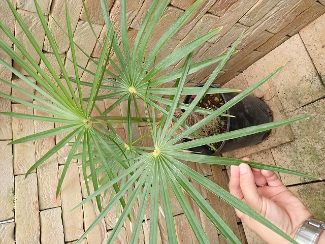 ヤシ オールドマンパーム 輸入苗 養生済み Coccothrinax crinita | 希少植物の販売 アグラオネマ専門販売店 『アグラオネマ本舗』