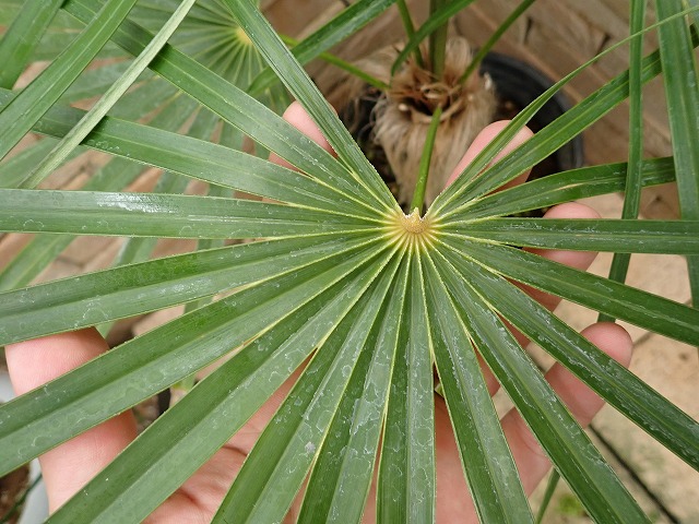 ヤシ オールドマンパーム 輸入苗 養生済み Coccothrinax crinita | 希少植物の販売 アグラオネマ専門販売店 『アグラオネマ本舗』