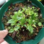 世界最小 アンスリウム フーケリー スーパーミューテーション