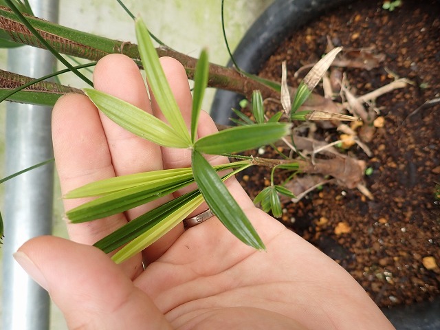 世界の観葉植物 | 希少植物の販売 アグラオネマ専門販売店 『アグラオネマ本舗』