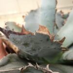 アガベ チタノタオテロイ実生 選抜 連棘 アガベ チタノタオテロイ実生 選抜 連棘