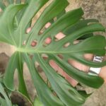 モンステラ 実生選抜個体 特殊葉 希少フォーム モンステラ デリシオーサ 葉形選抜 実生(Monstera deliciosa var