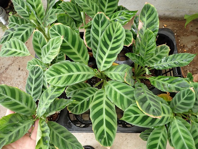 calatheazebrinav241023