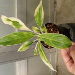 Aglaonema nitidum 