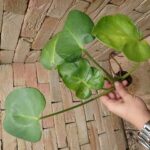 モンステラ デリシオーサ 葉形選抜 実生(Monstera deliciosa var.spoon
