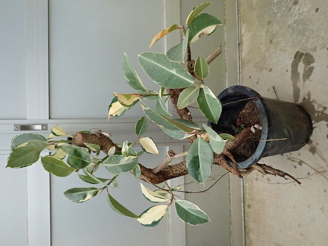 ficusasahivarie241122