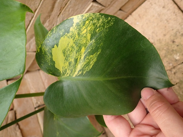 modeliY241204