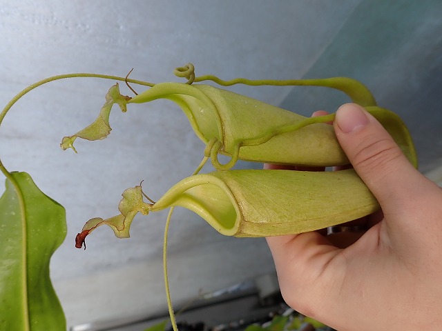 nepenmaw241226