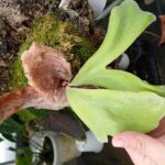 プラテケリウム アンディナム 斑入り Platycerium andinum