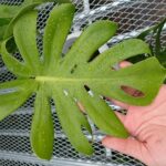 モンステラ デリシオーサ スーパーショートリーフ(Monstera deliciosa