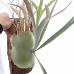 プラテケリウム P. veitchii 'Lemoinei' 古いセレクト | 希少植物の