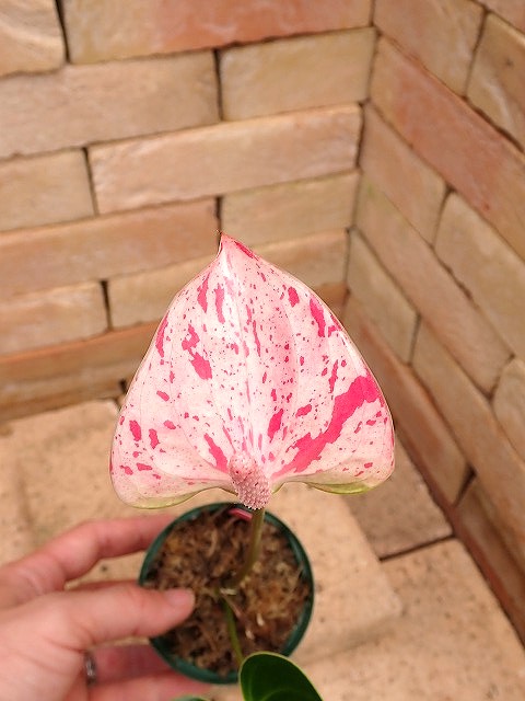 anthRCpp250418
