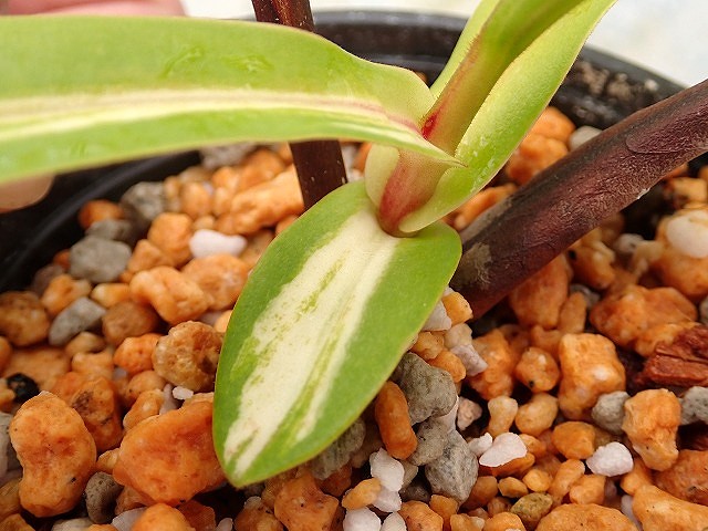nepenvarie250419