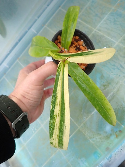 nepenvarie250420