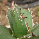 アガベ チタノタ Fo76 巨大トップスピン表裏棘の極選抜 | 希少