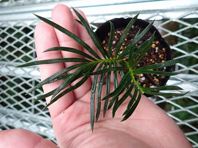 cyccri250423