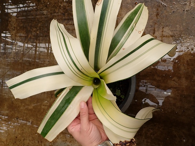 neowhite250428
