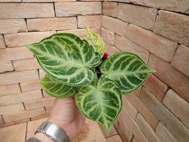 anthd250429