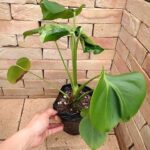 モンステラ デリシオーサ 葉形選抜 実生(Monstera deliciosa seed