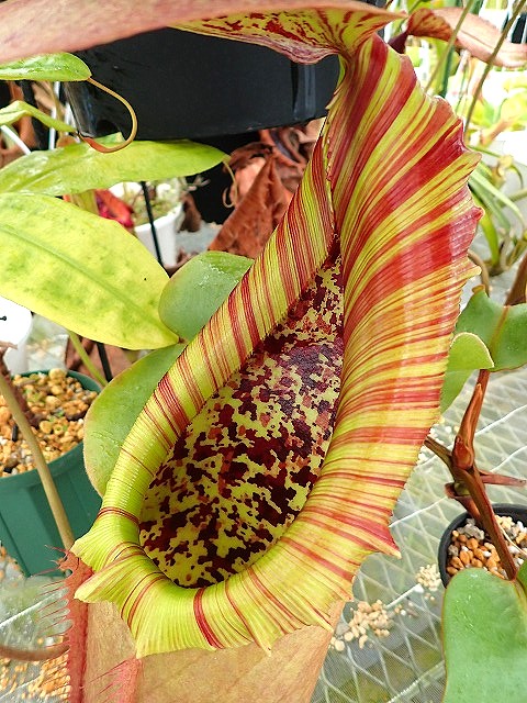 P5020045 | 希少植物の販売 アグラオネマ専門販売店