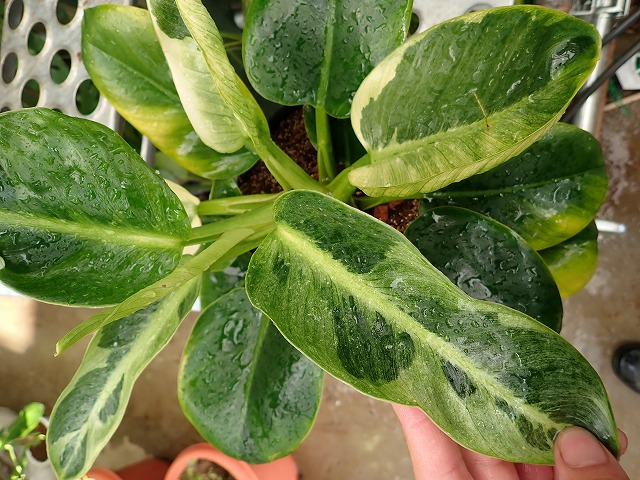 philogpv250518