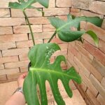 モンステラ デリシオーサ スケルトン オリジナルクローン(Monstera